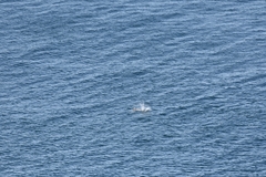 Delphinoidea