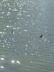 Tachybaptus dominicus