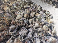 Saccostrea