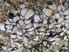 Saccostrea