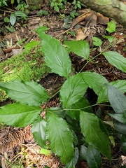 Veronicastrum stenostachyum