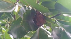 Macroglossus minimus