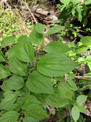 Philadelphus incanus