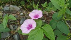 Ipomoea
