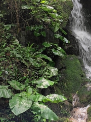 Cardiocrinum cathayanum