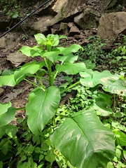 Cardiocrinum cathayanum