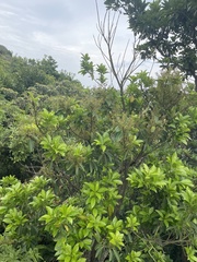 Acronychia pedunculata