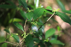 Pittosporum illicioides