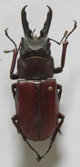 Prosopocoilus myrmecoleon
