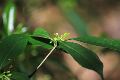 Pittosporum illicioides