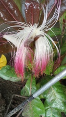 Barringtonia asiatica