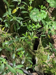 Pittosporum illicioides