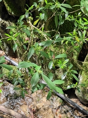 Pittosporum illicioides