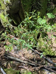 Pittosporum illicioides