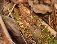Calocera fusca
