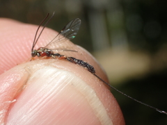 Perithous septemcinctorius