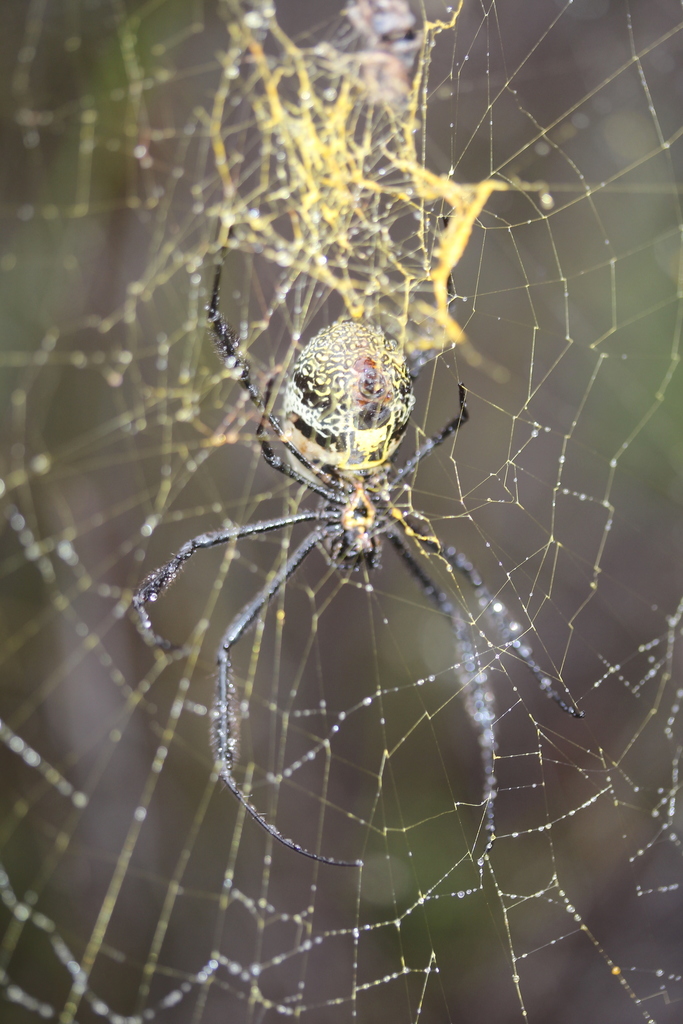 Hairy Golden Orb-weaving Spider from Overberg District Municipality ...