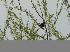 Luscinia svecica