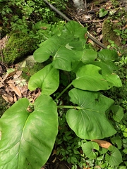 Cardiocrinum cathayanum