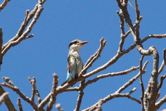 Halcyon chelicuti chelicuti