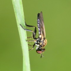 Eudioctria sackeni