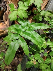 Coniogramme intermedia