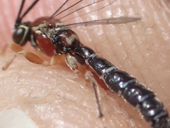 Perithous septemcinctorius