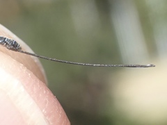 Perithous septemcinctorius