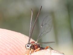 Perithous septemcinctorius