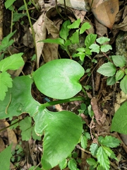 Cardiocrinum cathayanum