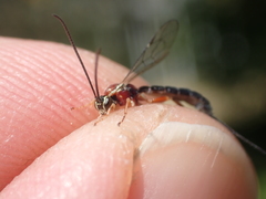 Perithous septemcinctorius