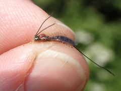 Perithous septemcinctorius