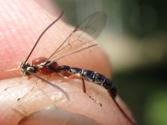 Perithous septemcinctorius