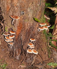 Lentinellus tasmanicus