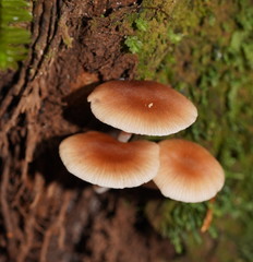 Lentinellus tasmanicus