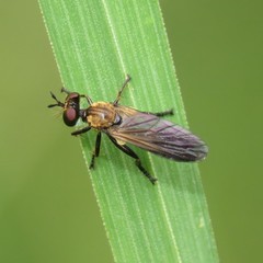 Eudioctria sackeni