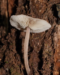 Lentinellus tasmanicus