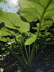 Cardiocrinum cathayanum