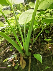 Cardiocrinum cathayanum