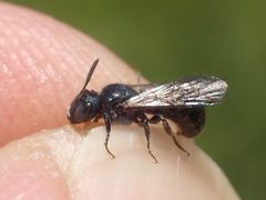 Ceratina cyanea