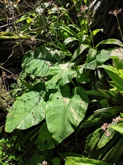 Cardiocrinum cathayanum