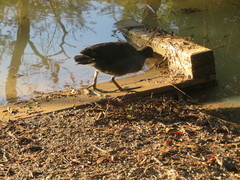 Gallinula tenebrosa tenebrosa