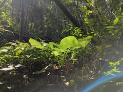 Cardiocrinum cathayanum