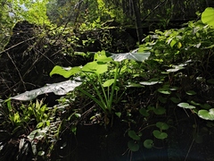 Cardiocrinum cathayanum