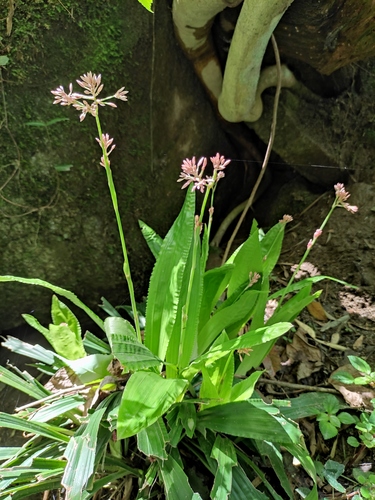Carex scaposa
