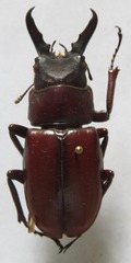 Prosopocoilus myrmecoleon