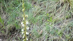 Pedicularis contorta