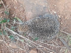 Atelerix frontalis