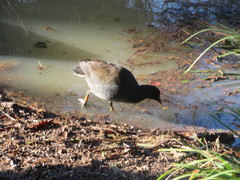 Gallinula tenebrosa tenebrosa