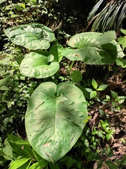 Cardiocrinum cathayanum